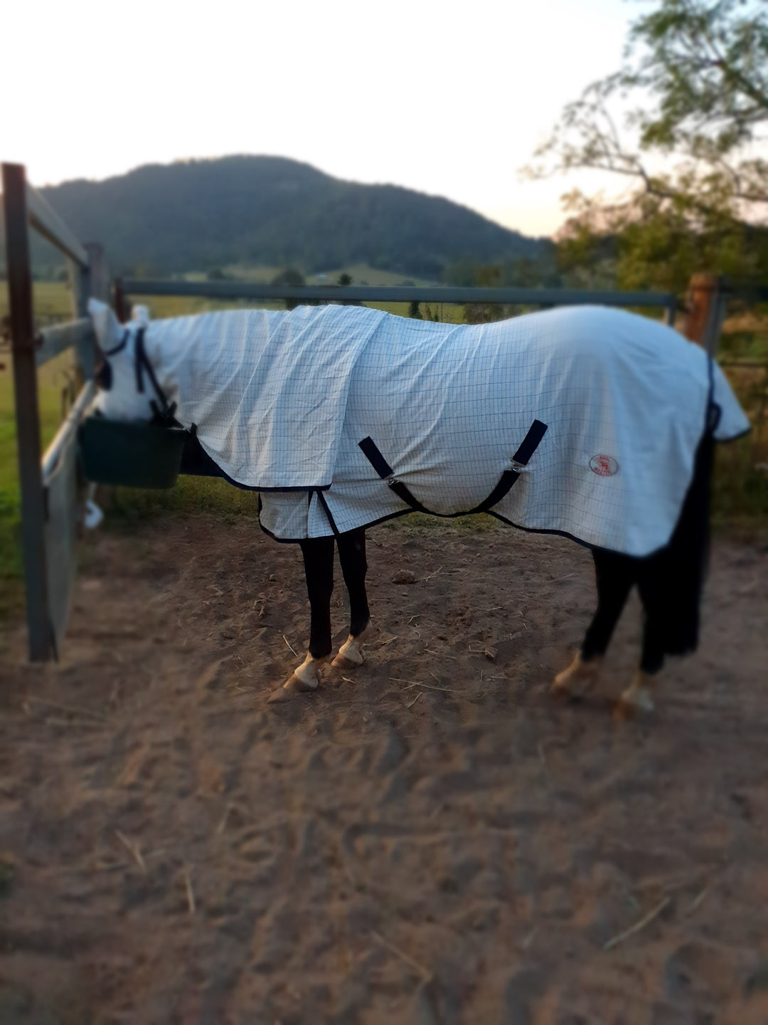 Queensland Itch - how to help my horse with QLD Itch
