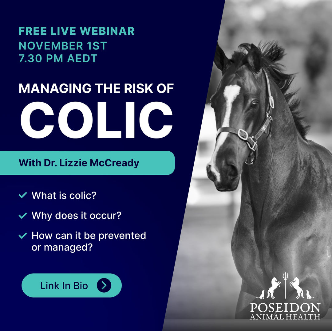 Don't Get Caught Out By Colic - Safeguard Your Horse's Health