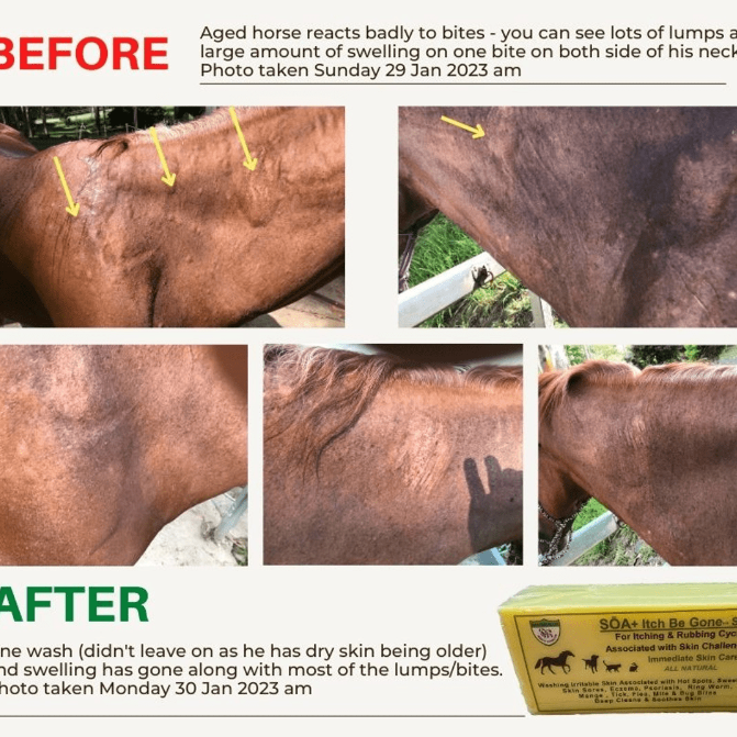 Managing Queensland Itch - A guide for Horse Owners