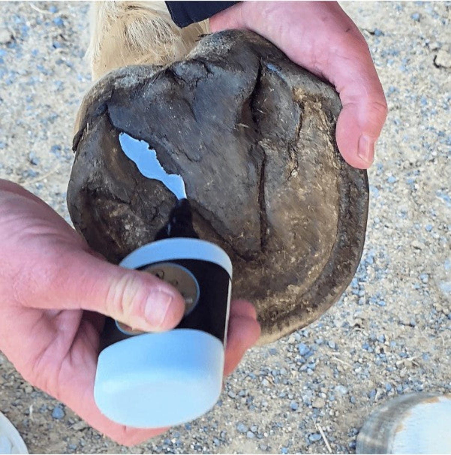 Bare Equine Farrier Products 120ml The Hoof Co Hoof IX Hoof Liquid Blue