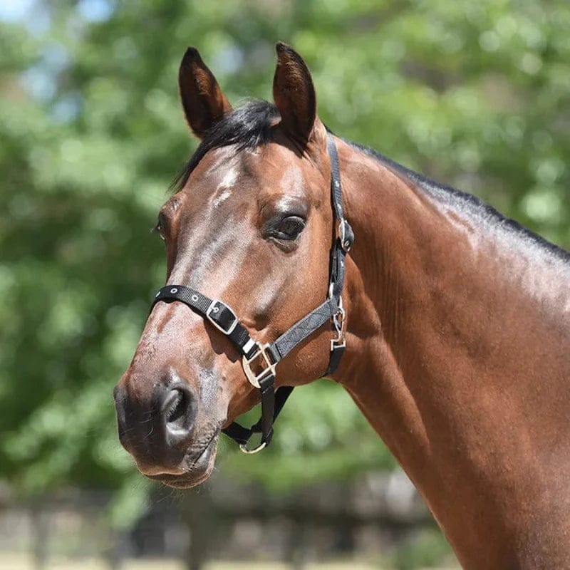 Eurohunter Halters Small Pony / Black Halter Eurohunter Royal Small Pony
