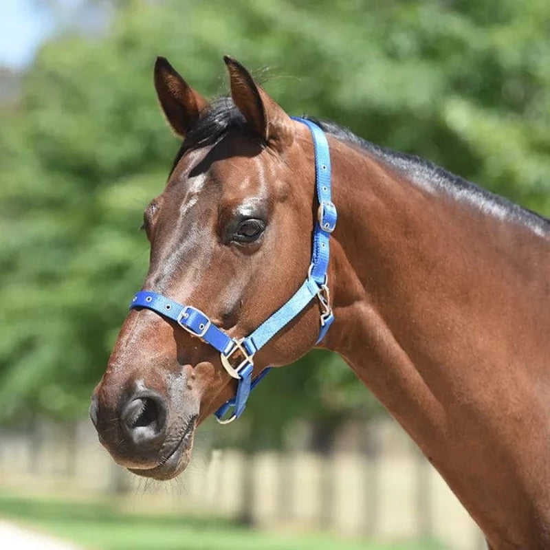 Eurohunter Halters Small Pony / Royal Halter Eurohunter Royal Small Pony