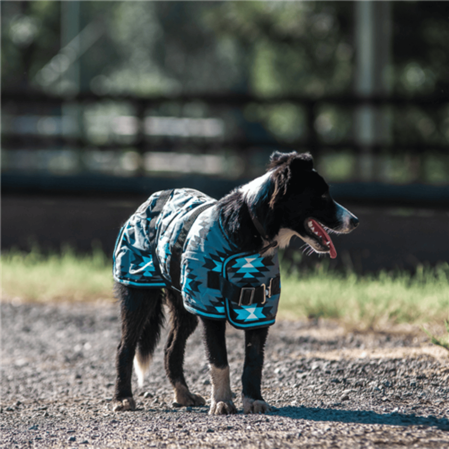 Kozy Dog Rugs 10in/25cm / Aztec Turquoise Kozy Dog Rug Supreme