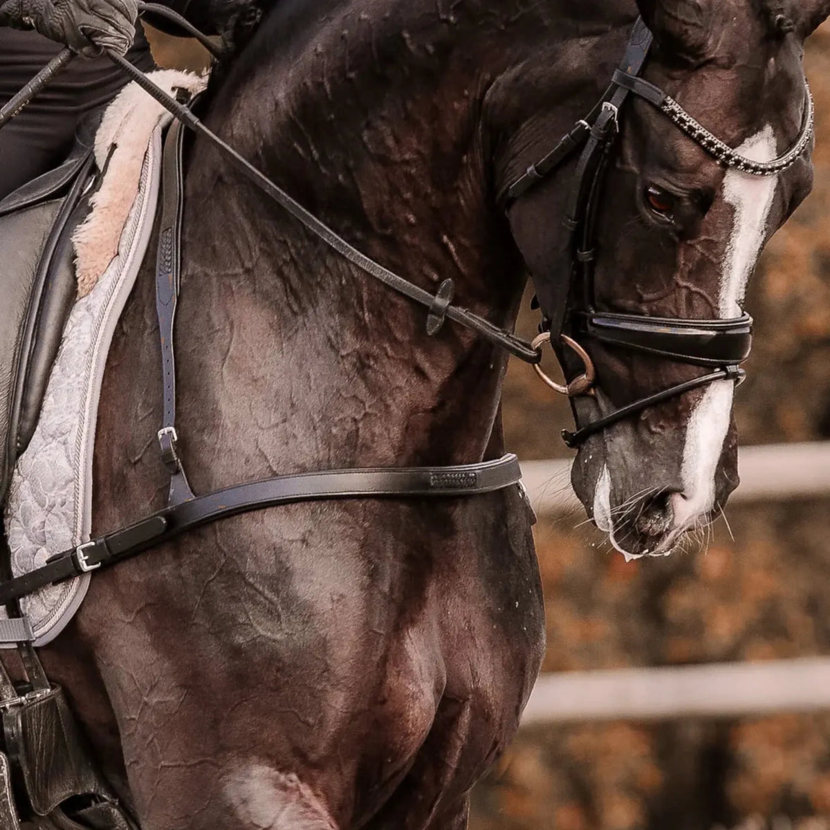 Lumiere Breastplates - Martingales Full / Black Lumiere Breastplate Alicia Dressage