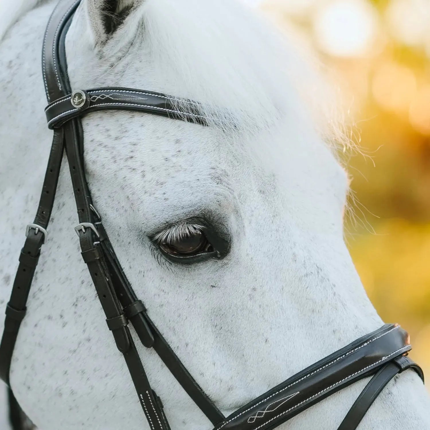 Lumiere Bridles Full / Black Lumiere Bridle Milan (L23211)