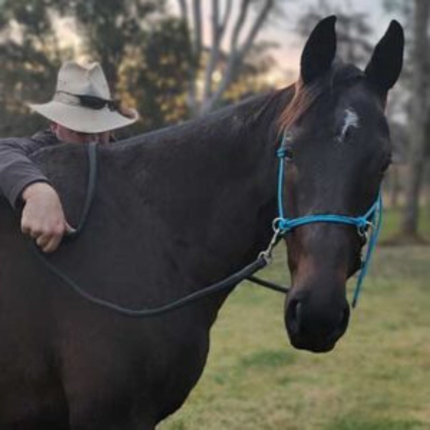 Nungar Knots Halters Cob / Blue Nungar Knots Side Pull Halter