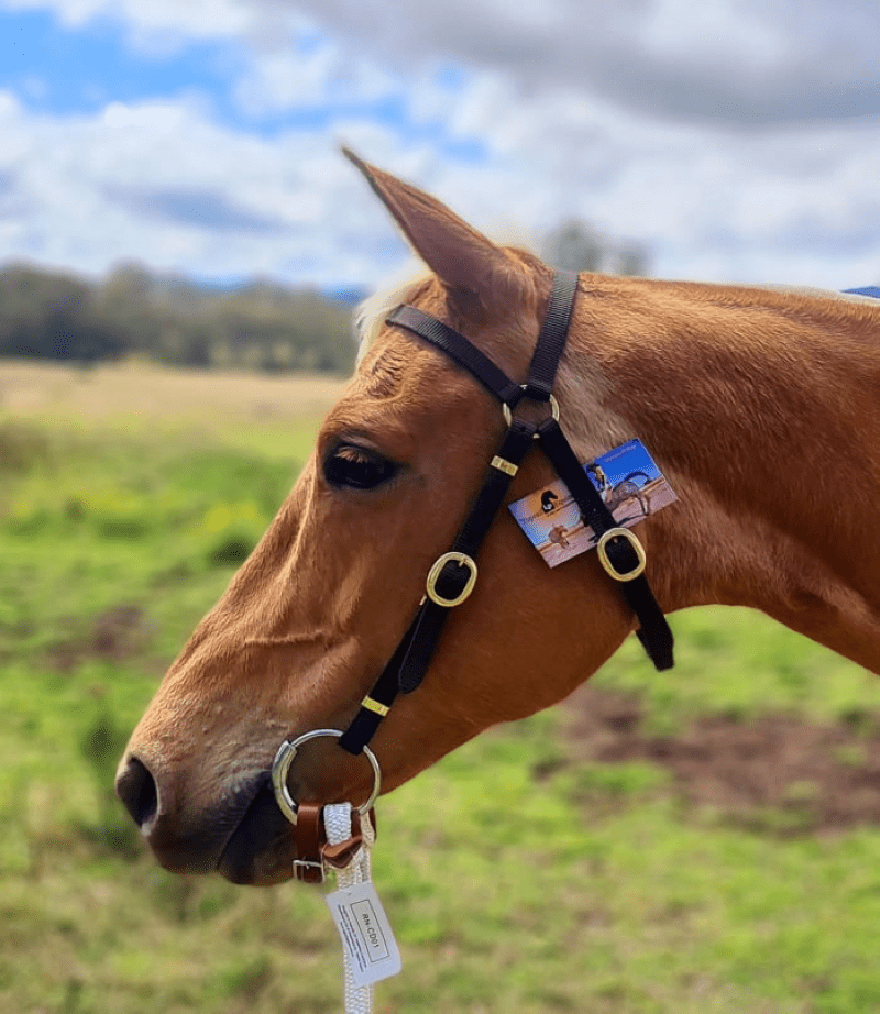 Top Rail Equine Bridles Top Rail Webbing Barcoo Bridle Brown NY-HS01
