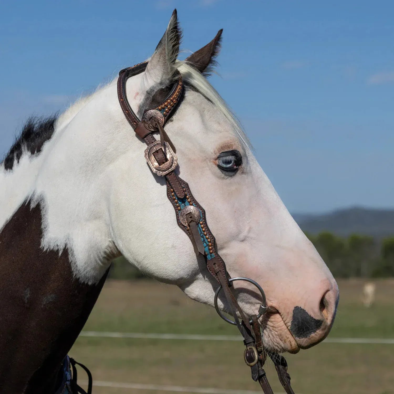 Toprail Equine Bridles Cob/Full Toprail Equine Bridle Dundee Turquoise Croc One Ear