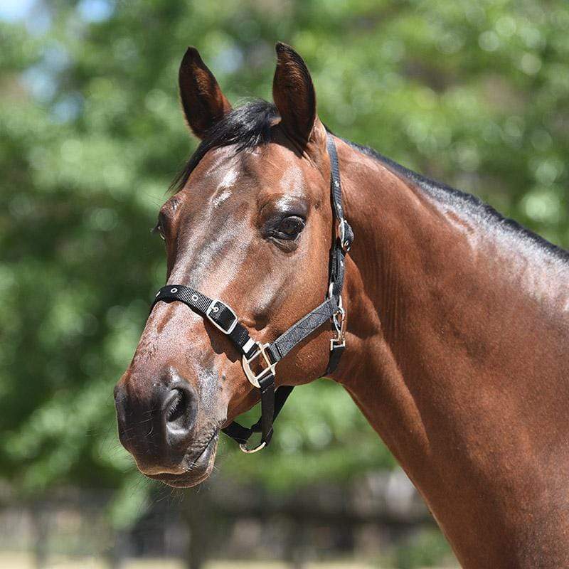 Eurohunter Halters Cob / Black Eurohunter Essential Halter (EH72SA006)