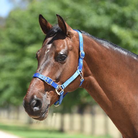 Eurohunter Halters Cob / Royal Eurohunter Essential Halter (EH72SA006)