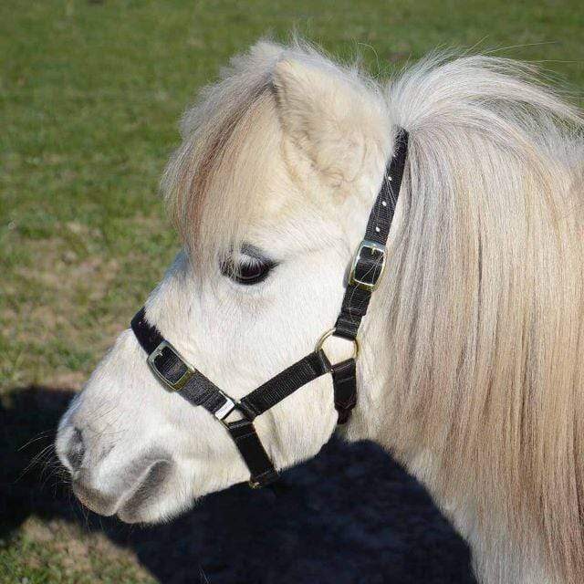 Eurohunter Halters Eurohunter Mini/Foal Halter