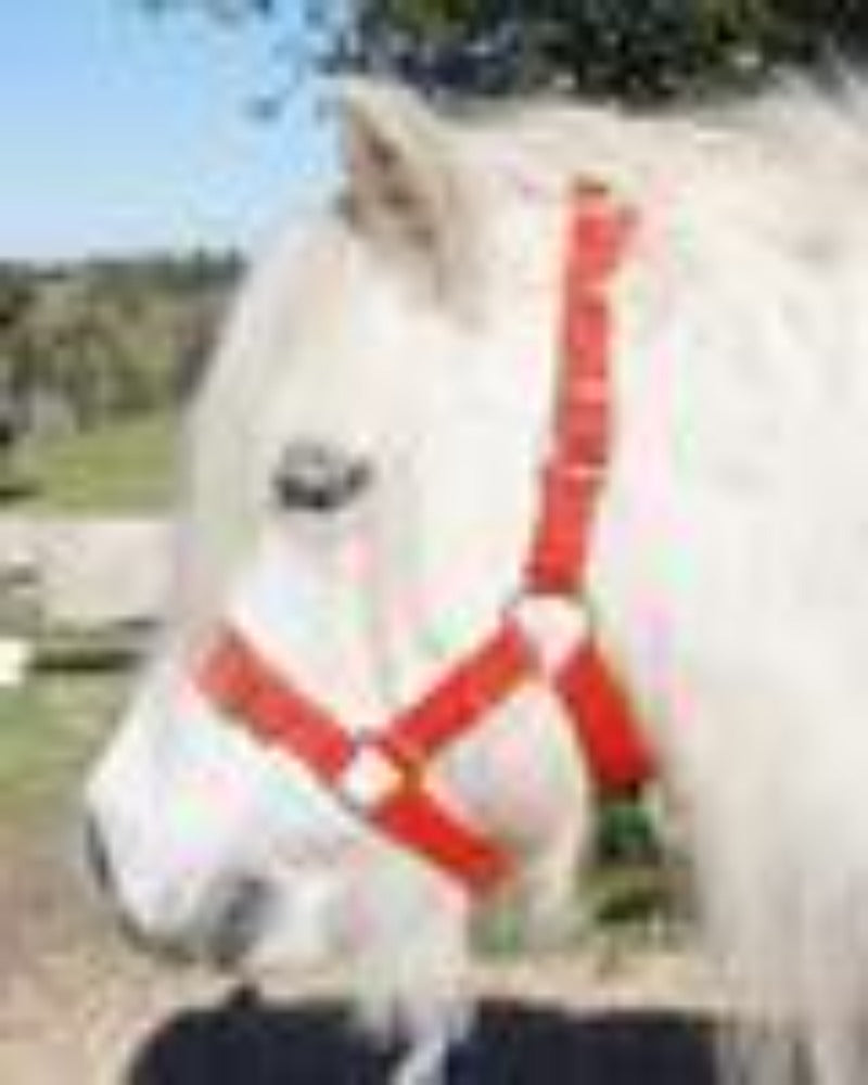 Eureka Shetland Halter - Gympie Saddleworld & Country Clothing