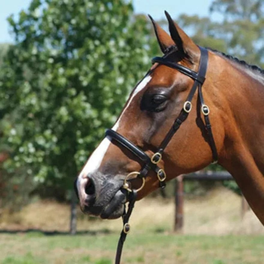 Saddleworld Bridles Pony / Black Grainge Elite In Hand Bridle