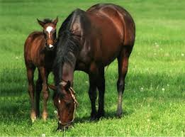 Big Head Syndrome in horses