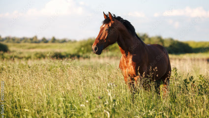 Optimising Your Horse’s Health: Are They Getting the Essential Minerals They Need?