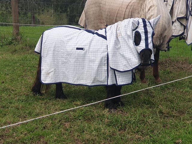 Mini Horse & Pony Rugs | Durable & Comfortable for Smaller Equines ...