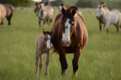 Breeding & Foaling