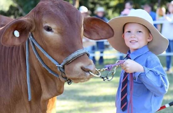 Cattle Products