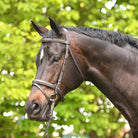 Academy Bridles Academy Snaffle Bridle