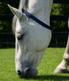 EquestPro Halters PVC Broodmare ID Collar