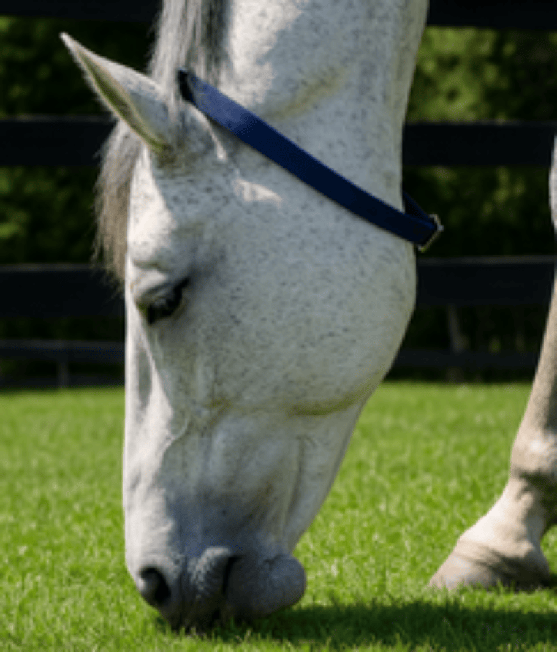 EquestPro Halters PVC Broodmare ID Collar