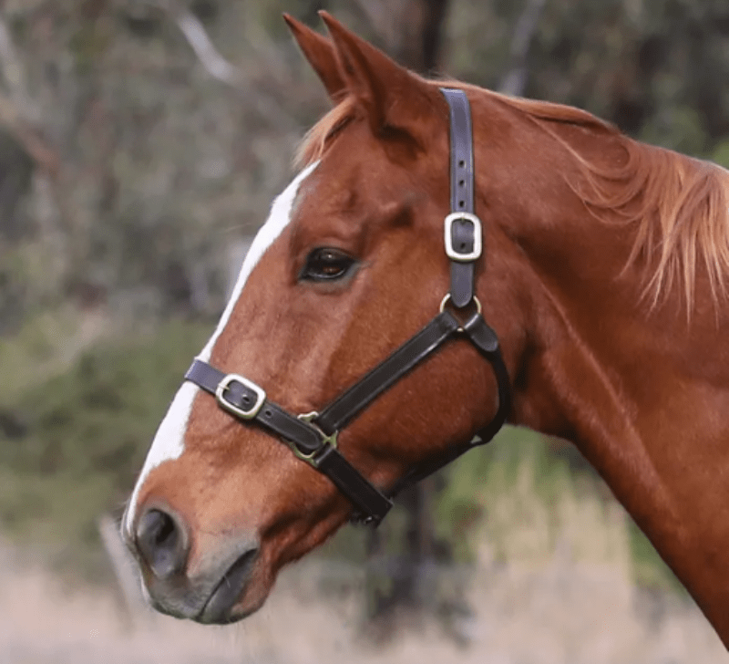 Eurohunter Halters Cob / Havana Eurohunter Leather Halter (EH88)