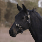 Eurohunter Halters Pony / Black Eurohunter Leather Halter