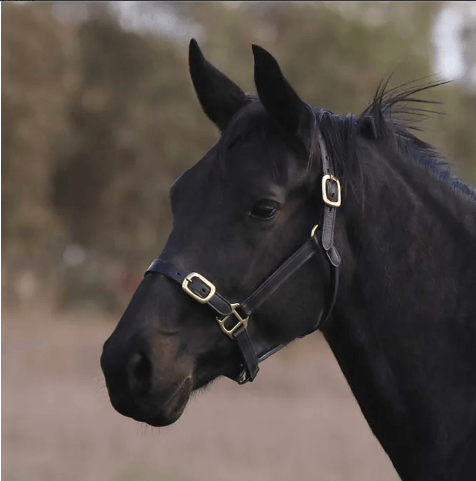 Eurohunter Halters Pony / Black Eurohunter Leather Halter