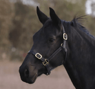 Eurohunter Halters Pony / Black Eurohunter Leather Halter (EH88)