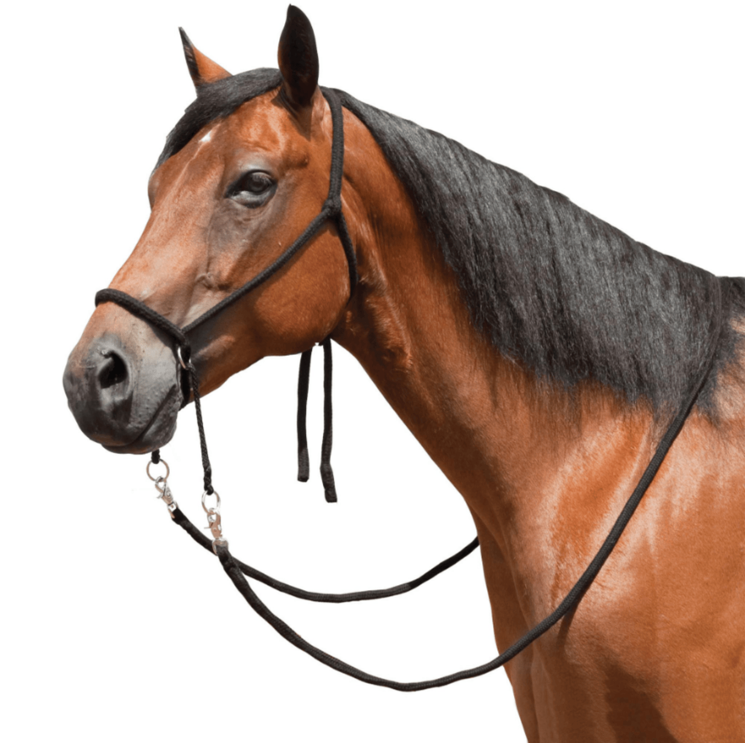 Ezy Ride Bridles Cob/Full / Black Bitless Bridle Braided