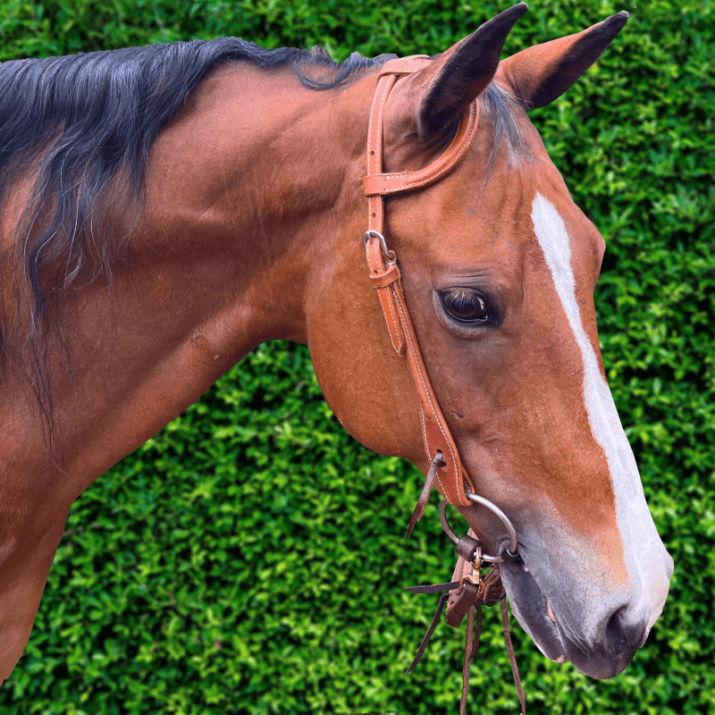 Ezy Ride Bridles Ezy Ride One Ear Bridle with Stitching