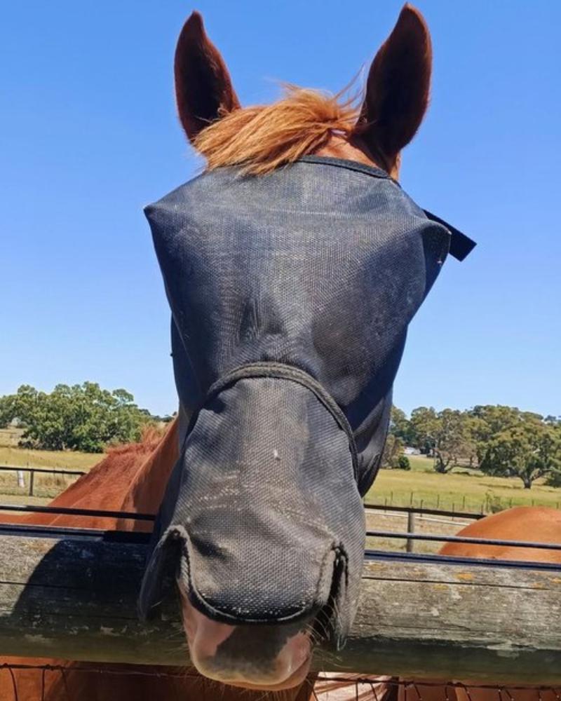 Fly Veils by Design Fly Masks & Bonnets Flyveils by Design Fly Veil 100% UV Blockout Shaped Nose (FVDBUV)