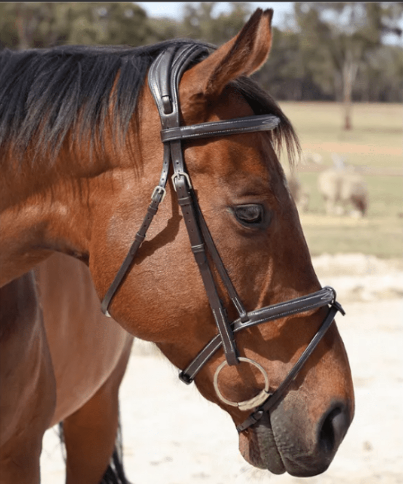 Grainge Bridles Grainge Bridle Fancy Raised & Padded