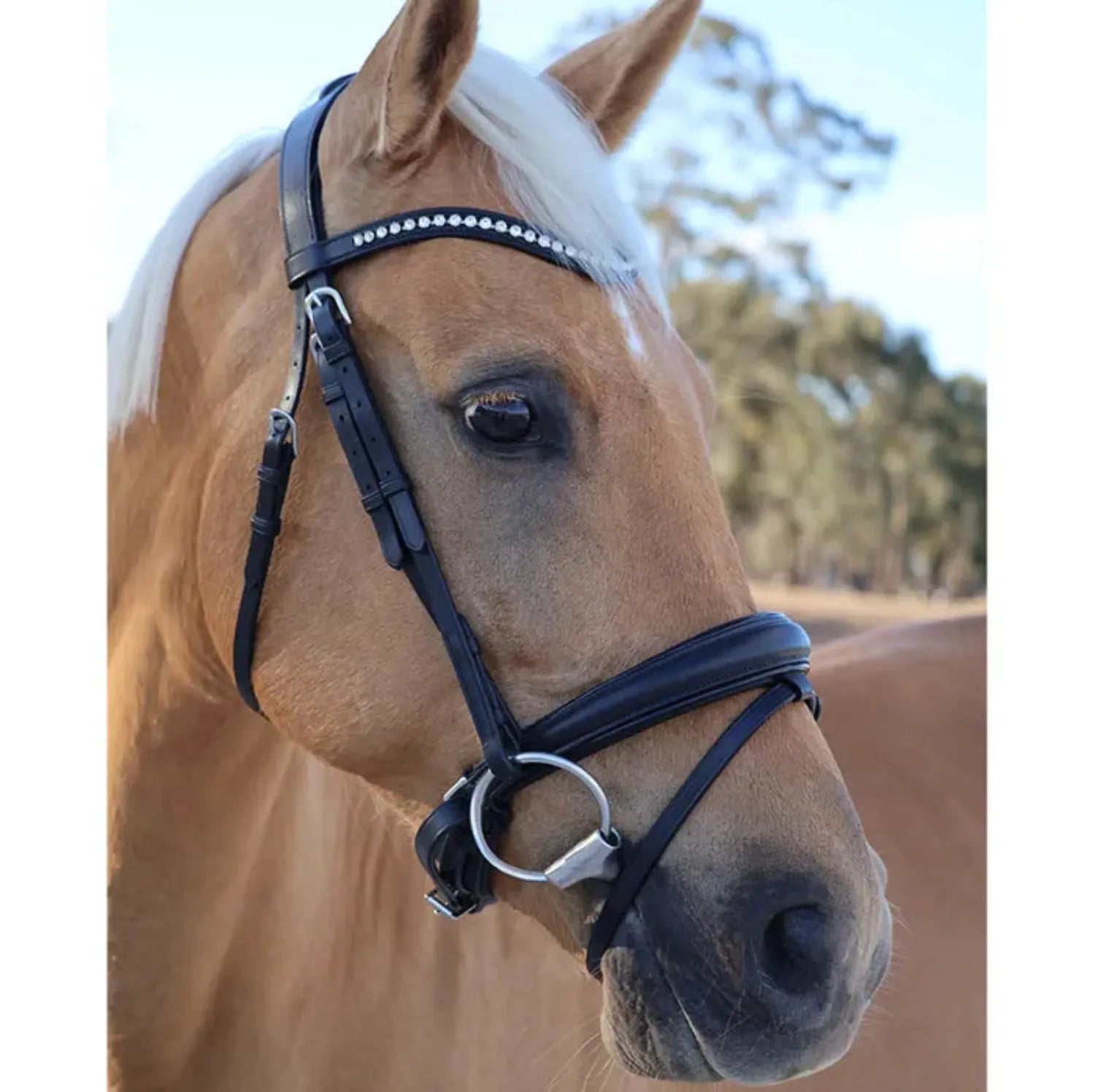Grainge Bridles Pony / Black Grainge Bridle Dressage Snaffle with Curved Browband