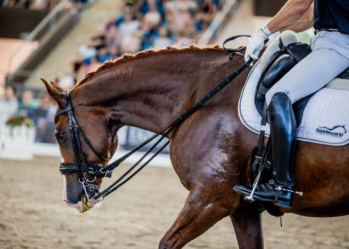 Horse on sale riding saddle