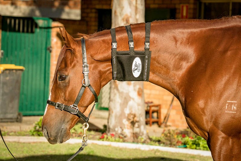 Gympie Saddleworld & Country Clothing Racing Equipment Equi-Ice Advanced Cold Therapy Neck Pack (EQI004)