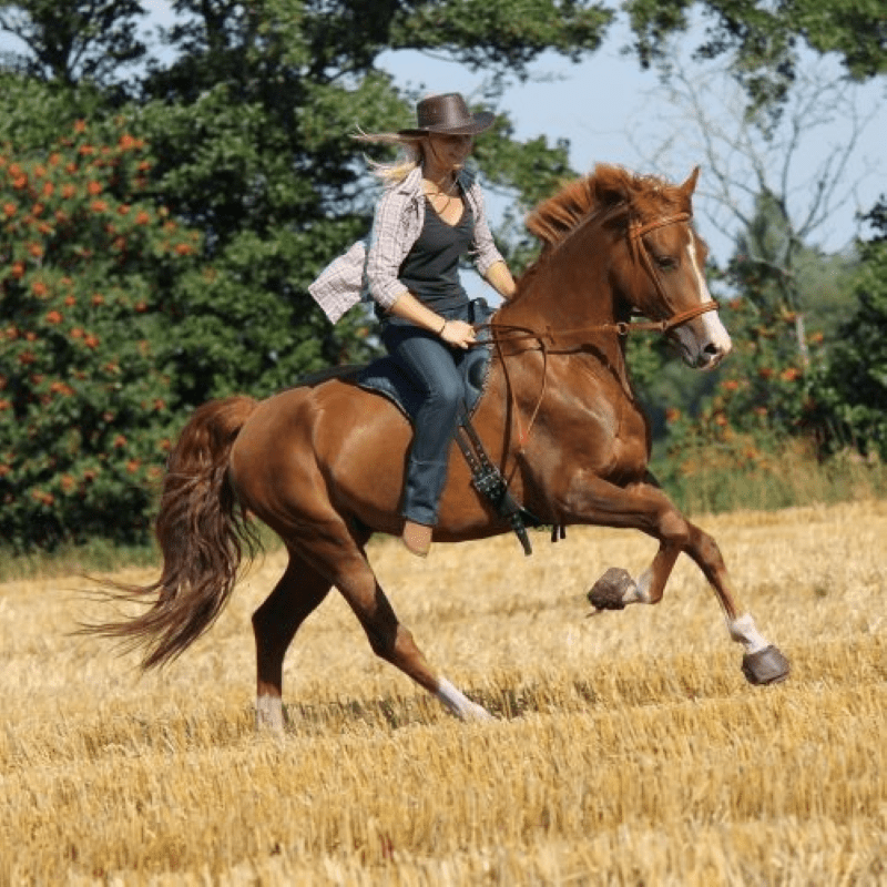 Gympie Saddleworld Horse Boots & Bandages Cavallo Simple Hoof Boots Regular Sole