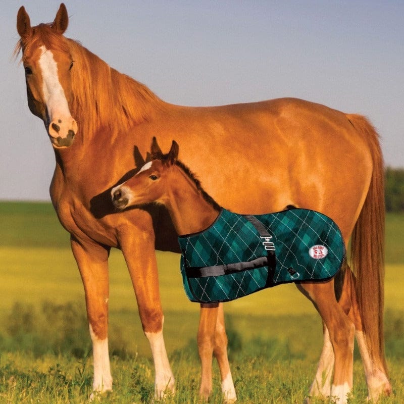 Kozy Winter Horse Rugs Emerald Diamond ThermoMaster Growing Foal Rug