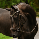 Lumiere Bridles Cob / Black Lumiere Bridle Dallas