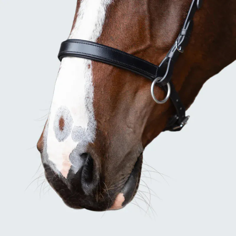 Lumiere Bridles Cob / Black Lumiere Bridle Seline Bitless