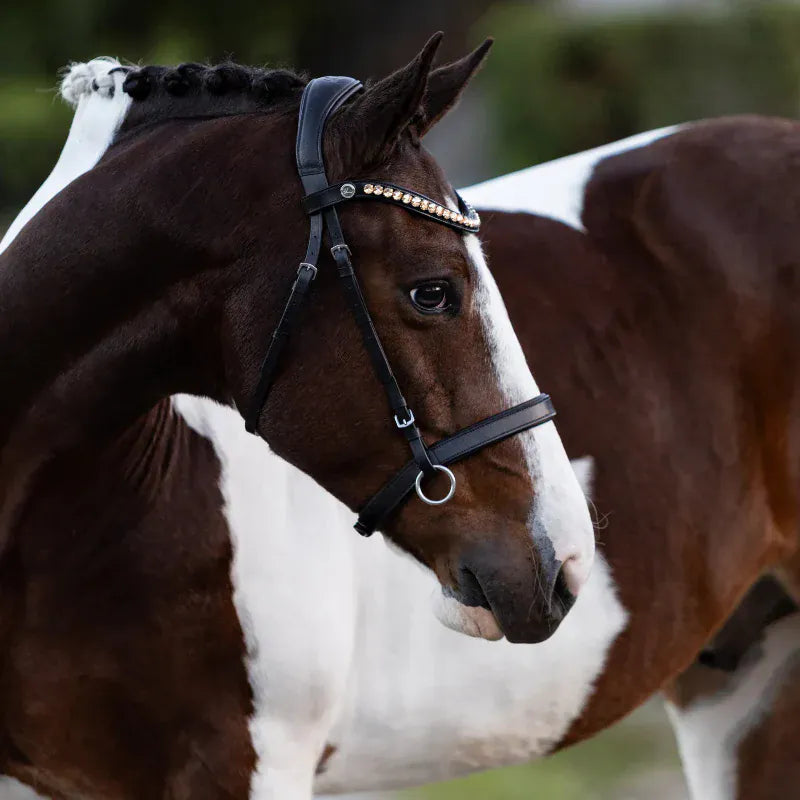 Lumiere Bridles Cob / Black Lumiere Bridle Seline Bitless