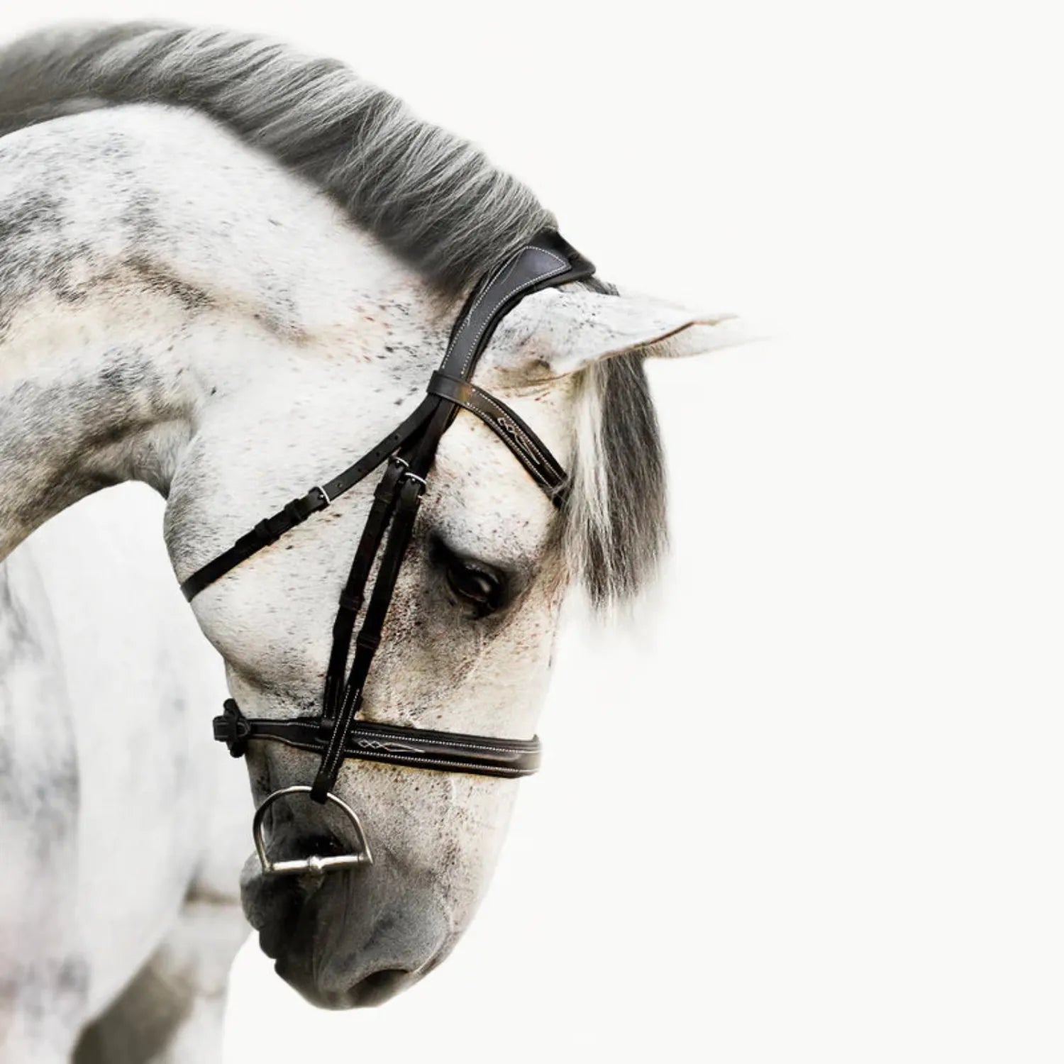Lumiere Bridles Lumiere Bridle Milan (L23211)