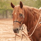 Martin Saddlery Bridle Accessories Martin Saddlery Noseband Double Rope