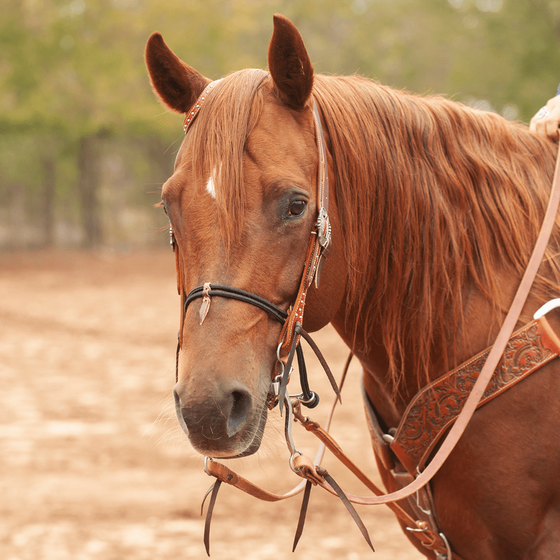 Martin Saddlery Bridle Accessories Martin Saddlery Noseband Double Rope