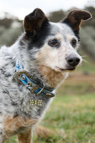 Pure Western Pet Accessories Pure Western Dog Collar Kaira