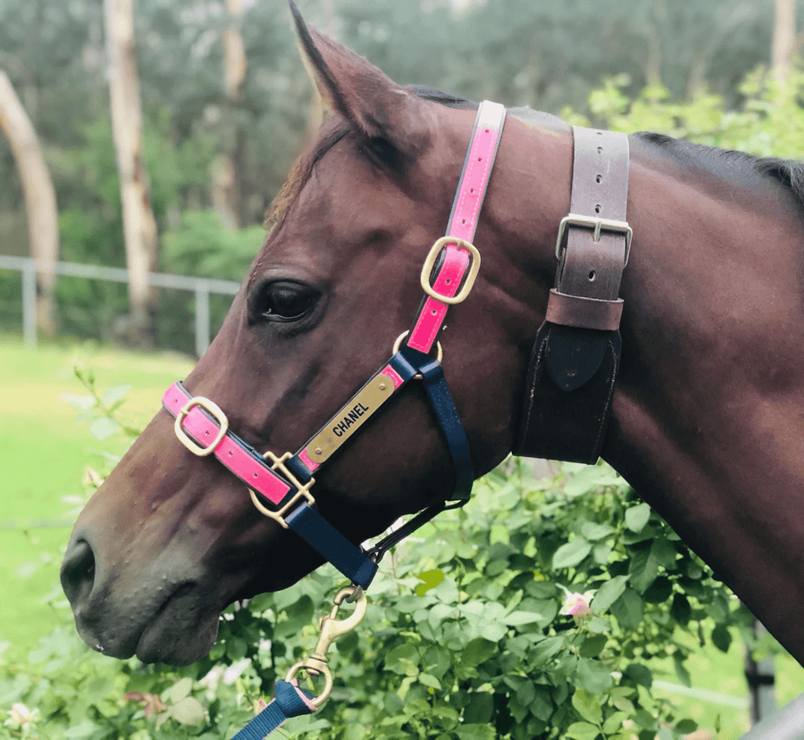 Saddleworld Dural Stable & Tack Room Accessories Full Leather Wind Sucking Collar