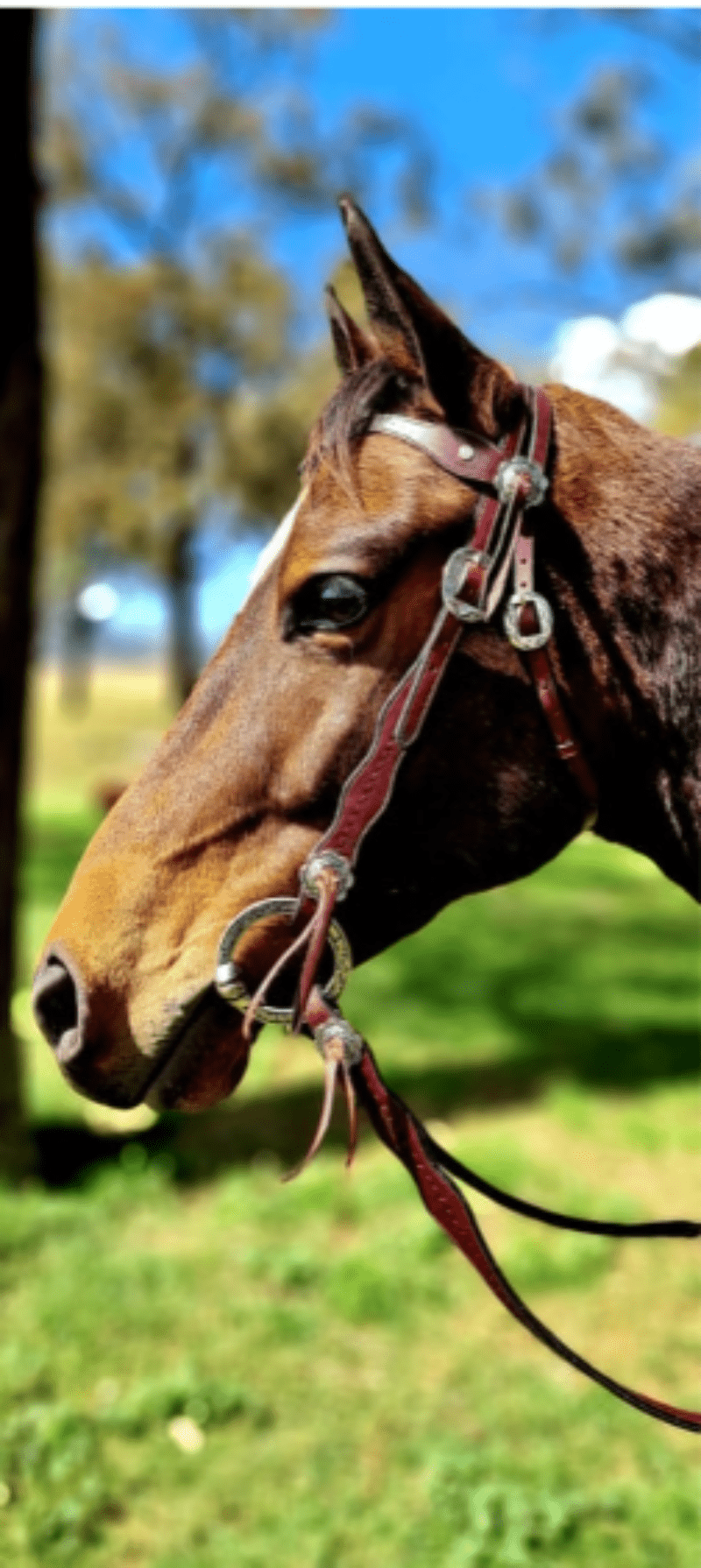 Toprail Equine Bridles Toprail Equine Bridle Yellowstone Rancher