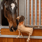 Waldhausen Stable - Tack Room Accessories Waldhausen Toy Dachshund