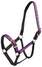 Zilco Halters Pony / Lavender/Black Zilco Halter Overlay