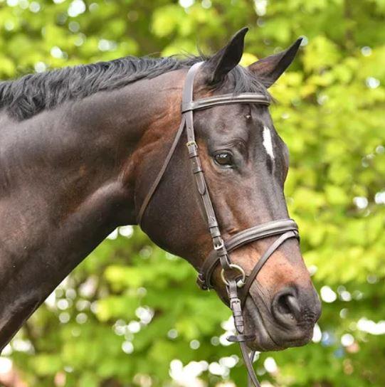 Academy Bridles Academy Snaffle Bridle